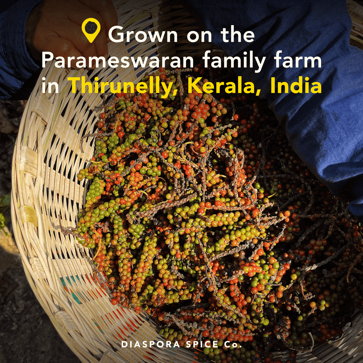 Diaspora Aranya Black Pepper