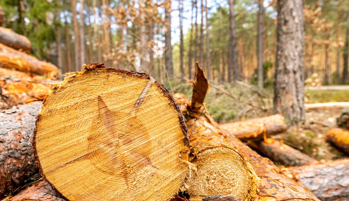 Alyse Ronayne "Sage Seat Rug"